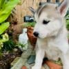 Siberian husky puppies