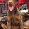 AKC DOBERMAN PINSCHER PUPPIES 1500