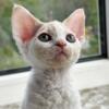 NEW Elite Devon Rex kitten from Europe with excellent pedigree, male. Alva Maxwell