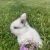 Male Broken Frosted Holland Lop Bunny