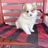 Pomsky Puppies