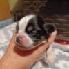 4 cheek puppies (Pekingese/chihuhua)