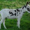 Registered Miniature Donkeys Selling at auction June 21