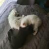 2 LEFT! Baby Kittens 6 Months Old 1/2 Turkish Angora 1/2 Maine Coon up for Rehoming