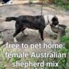 Free Australian cattle dog mix