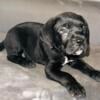 6 Cane Corso Puppies for Sale