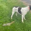 Beautiful adult German Shorthaired Pointer male and female