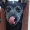 Blue Heeler Puppy For Sale