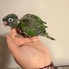 Blue Crown Conure Babies
