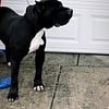 Presa Canario pups for sale