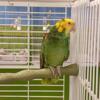 Yellow Head Amazon parrot