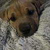 9 week old pit bulls