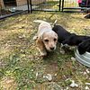 Dachshund puppies