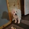 Great Pyrenees puppy