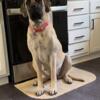 AKC English Mastiff Puppies