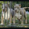 American bully 3 month old female