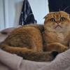 Scottish Fold