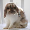 Holland lop