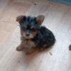 Puppy Sale male puppies available and female puppies available