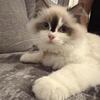 4 month old Ragdoll