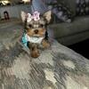 Yorkie Puppies! Partis & Merle