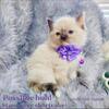 ragdoll tica