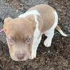 Miniature Bully
