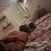 Guinea pig for sale