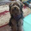 Rehoming gorgeous male yorkie mix with blue eyes