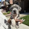 American Bully Puppy (Standard)