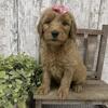 First Generation Goldendoodles