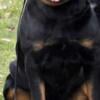 Rottweiler puppies AKC registered