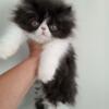 Gorgeous Female Pure Persian Bi Color