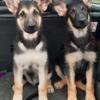 Purebred German shepherd puppies 