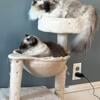 Purebred Ragdoll Male - William