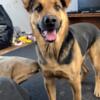 German Shepherd Lab MIX looking for new home