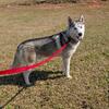 Male Husky