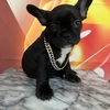 Frenchie Pup For Sale!