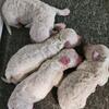 Bichon Frise puppies !