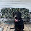 Akc lab puppies