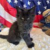 Maine Coon Kittens Girls TICA