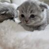 Scottish Fold kitten