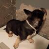 Studding Available American bully  black TRI  bully( studding) $550