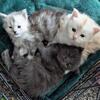 Maine Coon Kittens