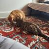 TICA registered bengal girl 5.5 months old