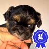 Quality Hypoallergenic AKC Shih Tzu’s