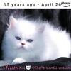 Persian Kitten For Sale, Shaded Blue Silver