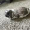 Sr Doe Holland Lop needs new forever home