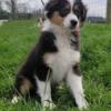 Australian shepherd puppies and dogs aussie