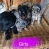 Aussiedoodle/minature poodle mix puppies